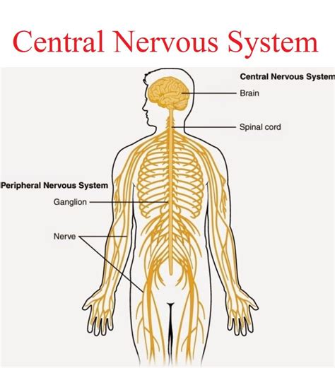 The central nervous system this page outlines the basic physiology of the central nervous system, including the brain and spinal cord. Central Nervous System - Karuna Yoga-Best Yoga Teacher ...