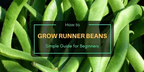 How To Grow Runner Beans Simple Guide For Beginners
