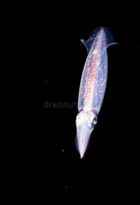 Small Squid Changing Color To Match A Float In The Water Stock Image