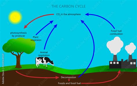 The Carbon Cycle Diagram Stock Vector Adobe Stock