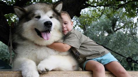 Adorable Alaskan Malamute Playing With Kids Dog Loves Baby