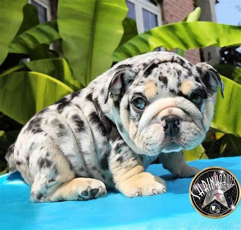 Merle English Bulldog Cute Baby Animals Cute Little Puppies English