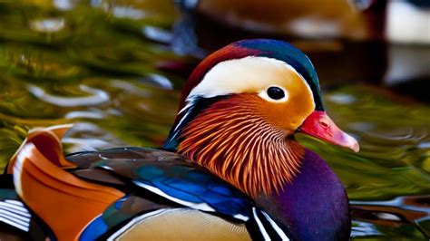 How To Take Care Of Mandarin Ducks Pethelpful