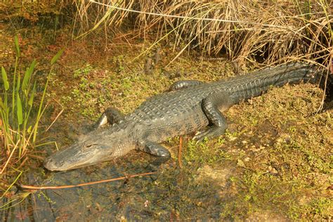 American Alligator image - Free stock photo - Public Domain photo - CC0 ...