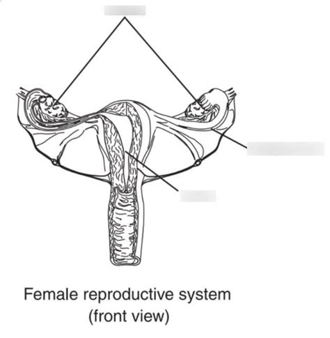 Female Reproductive System Human Diagram Quizlet