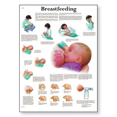 Breastfeeding Laminated Chart Poster Breastfeeding Breastfeeding