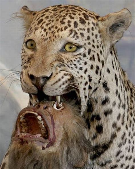 When Taxidermy Goes Wrong 36 Pics
