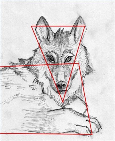 Pasos Para Dibujar Un Lobo Realista Management And Leadership