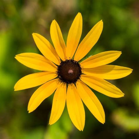 It's a nice fruity mix that is enjoyable any day of the year. Black-eyed Susan - Consejos para mi huerto