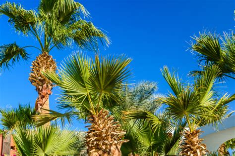 Best Palm Trees For Central Florida 7 Varieties Gfl Outdoors