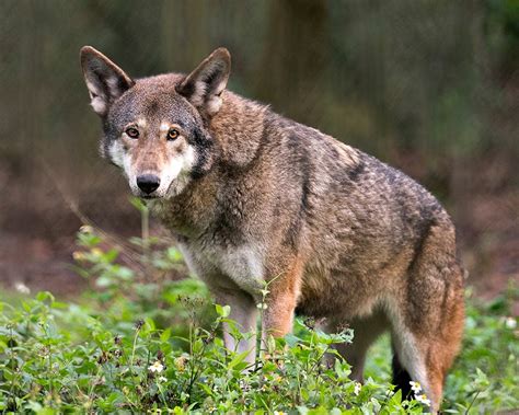 Endangered Red Wolves Need Space To Stay Wild But Humans Stand In The
