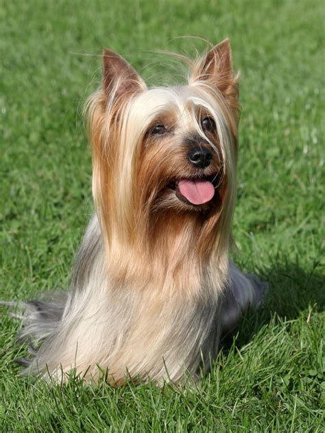 silky terrier dogs breed information omlet