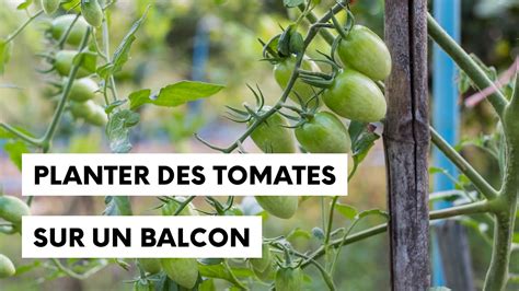 Planter Des Tomates Sur Son Balcon YouTube