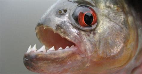 Piranha Fish Facts Incredible Facts Pictures A Z Animals