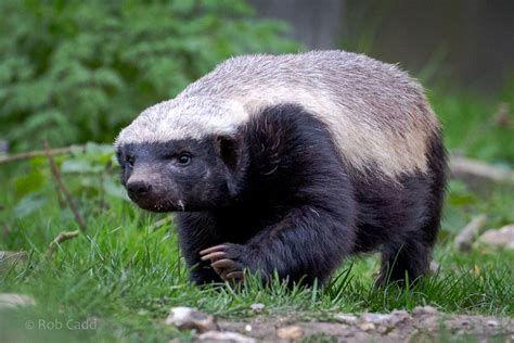 Tudo Roch Ratel O Animal Mais Destemido Do Mundo