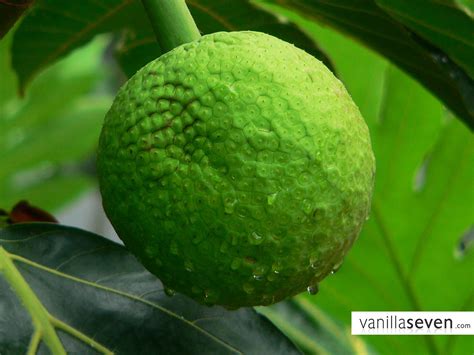 In Indonesia It Is Called Sukun Fruit English Breadfruit It Is