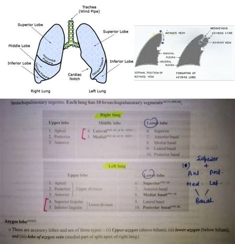 Lung Lobes Imp Bps Pulmonary Icu Nursing Medical Studies