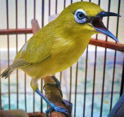 Cara Memilih Burung Pleci Ombyokan Bermental Bagus Jalan Menuju Sukses