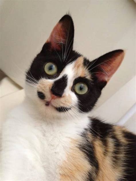 Cats Unusual Markings Crazy Cat Lady Pinterest Calico Cats Cats