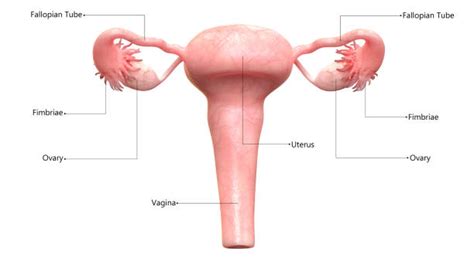 clitoride foto e immagini stock istock