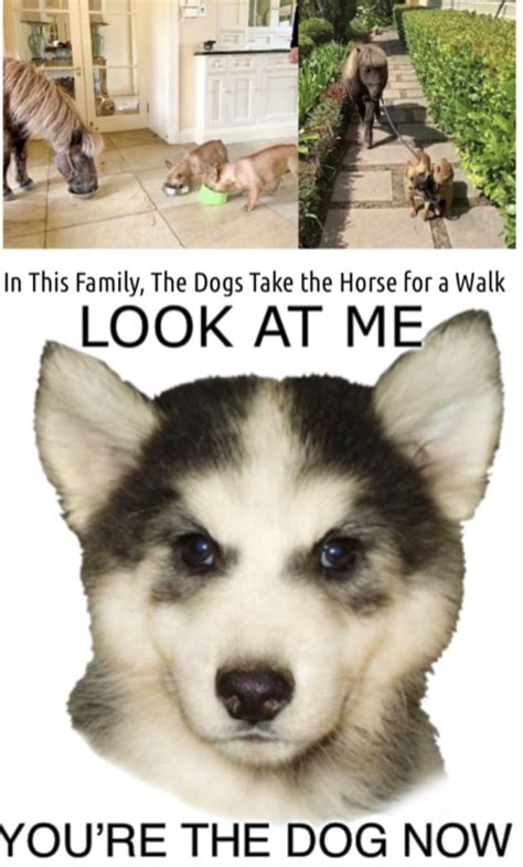 In Soviet Russia Dog Walks You Rmemes