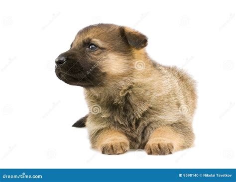 Sheep Dog Puppy Stock Photo Image Of Pedigree Adorable 9598140