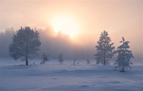 Wallpaper Winter Snow Trees Fog Sunrise Dawn Morning Norway The