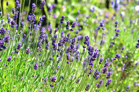 Common English Lavender Seeds Honest Seed Co