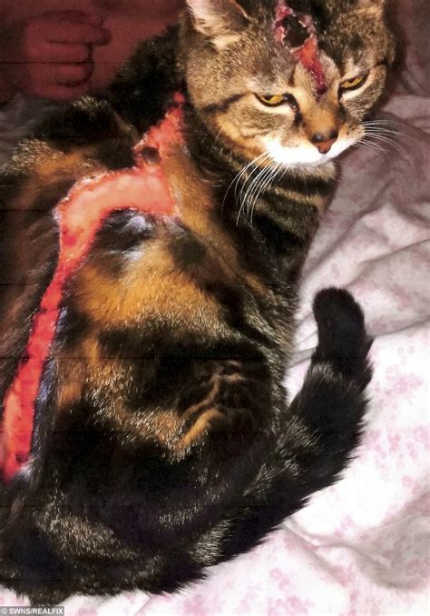 When your cat throws up clear liquid, she probably won't tell you why. Callous yob caged for throwing boiling water over his ...