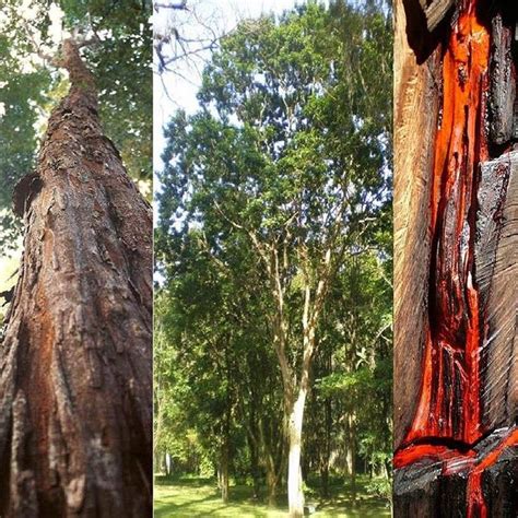 PauBrasil árvore de até 30 metros CaesalpiniaEchinata da família