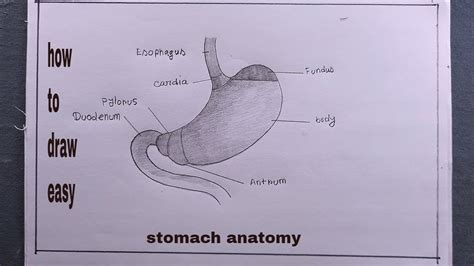 How To Draw Stomach Anatomyhow To Draw Structure Of Stomach Youtube