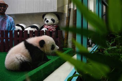 Malaysia Süßer Panda Nachwuchs Im Zoo Von Kuala Lumpur