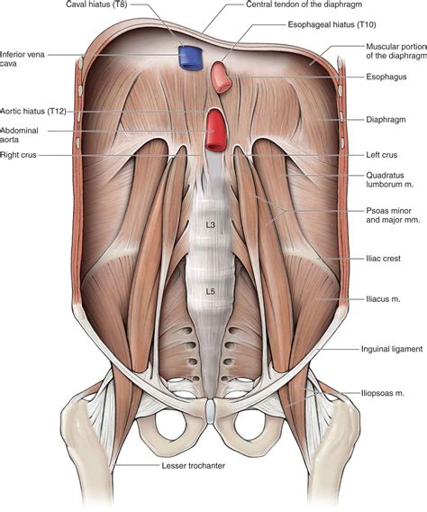 Hip Musculoskeletal Key