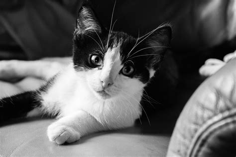 Kot Kotek Zwierzę Darmowe Zdjęcie Na Pixabay Pixabay
