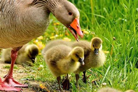 Baby Ducks And How To Raise Them Guide To Duck Care