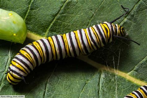 Monarch Caterpillar Stages With Pictures And Facts 5 Larval Stage Instars