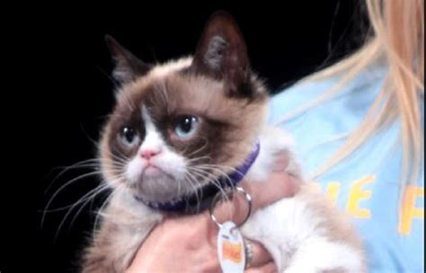 Grumpy Cat Who Entertained Millions Online Dies At Age 7 Kingman