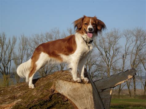 Lebhaft und aktiv, selbstbewusst und mit ausreichend ausdauer und durchhaltevermögen, gutartig und aufmerksam, aber nicht lärmend. Nederlandse Kooikerhondje Welpen / Nederlandse ...
