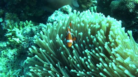 Orange Fin Anemone Fish On The Great Barrier Reef Australia Stock