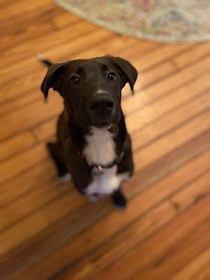 Also, new arrivals may not be on our website yet. Columbus, OH - Labrador Retriever. Meet Wren a Pet for ...
