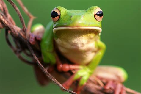 Frogs Dumpy Frogs White Lip Frogs High Quality Animal Stock Photos