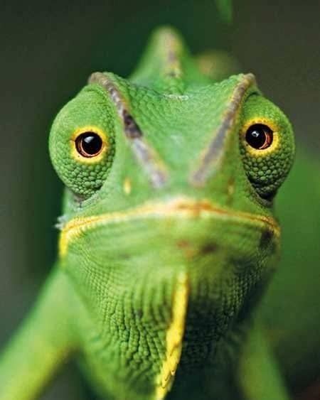How Are Chameleons Able To Rotate Their Eyes Quora