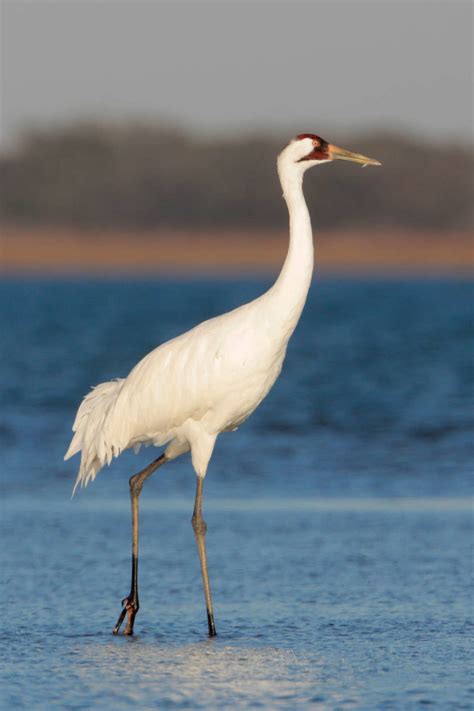 Whooping Cranes Wintering in Texas - Interpretive Insights
