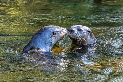 Pair Of River Otters Playing Together Along Fenney Nature Trail