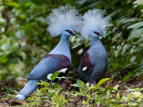 Meet The Largest Living Doves Fascinating Facts About Crowned Pigeons