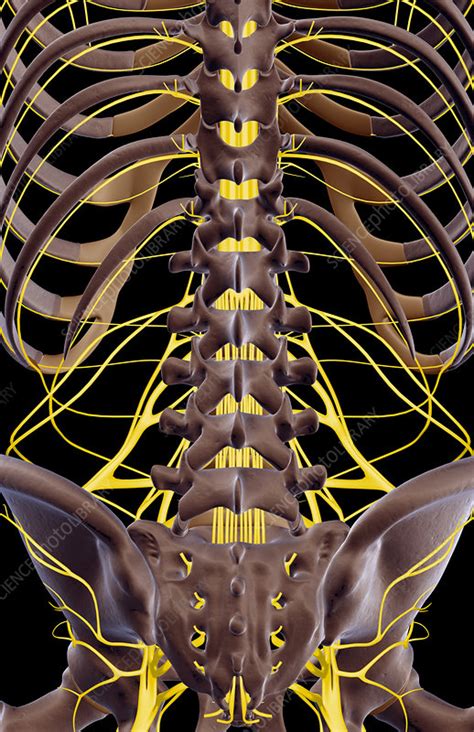 The Nerves Of The Lower Back Stock Image F0015273 Science Photo