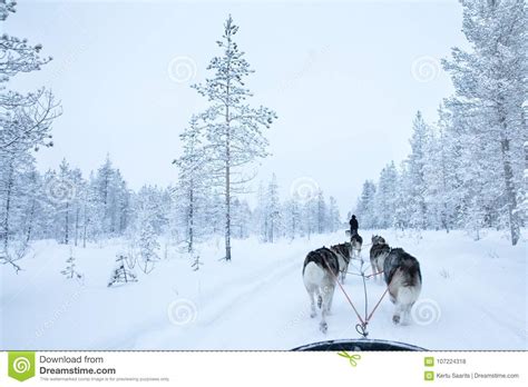 Sled Dogs Running And Pulling A Sled On A White Winter Day Stock Photo