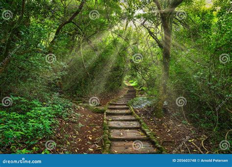 Stone Pathway In Dense Forest In Mpumalanga South Africa Stock Photo
