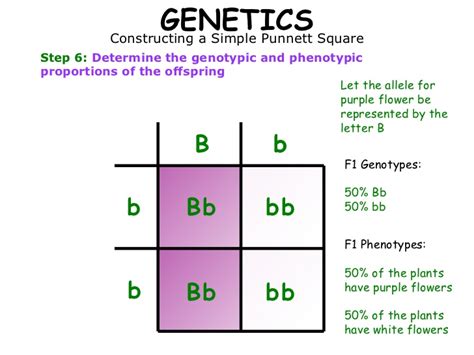 Using a punnett square properly will enable you to figure out potential offspring for any possible in addition, search online for a free tutorial on genetics to help you out, or even consider enrolling in a why does it matter if you can tell a homozygous pinstripe apart from a heterozygous pinstripe, you ask? 01 genetics version 2