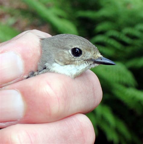 Another Bird Blog Birding In The Box